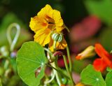 Tropaeolum majus