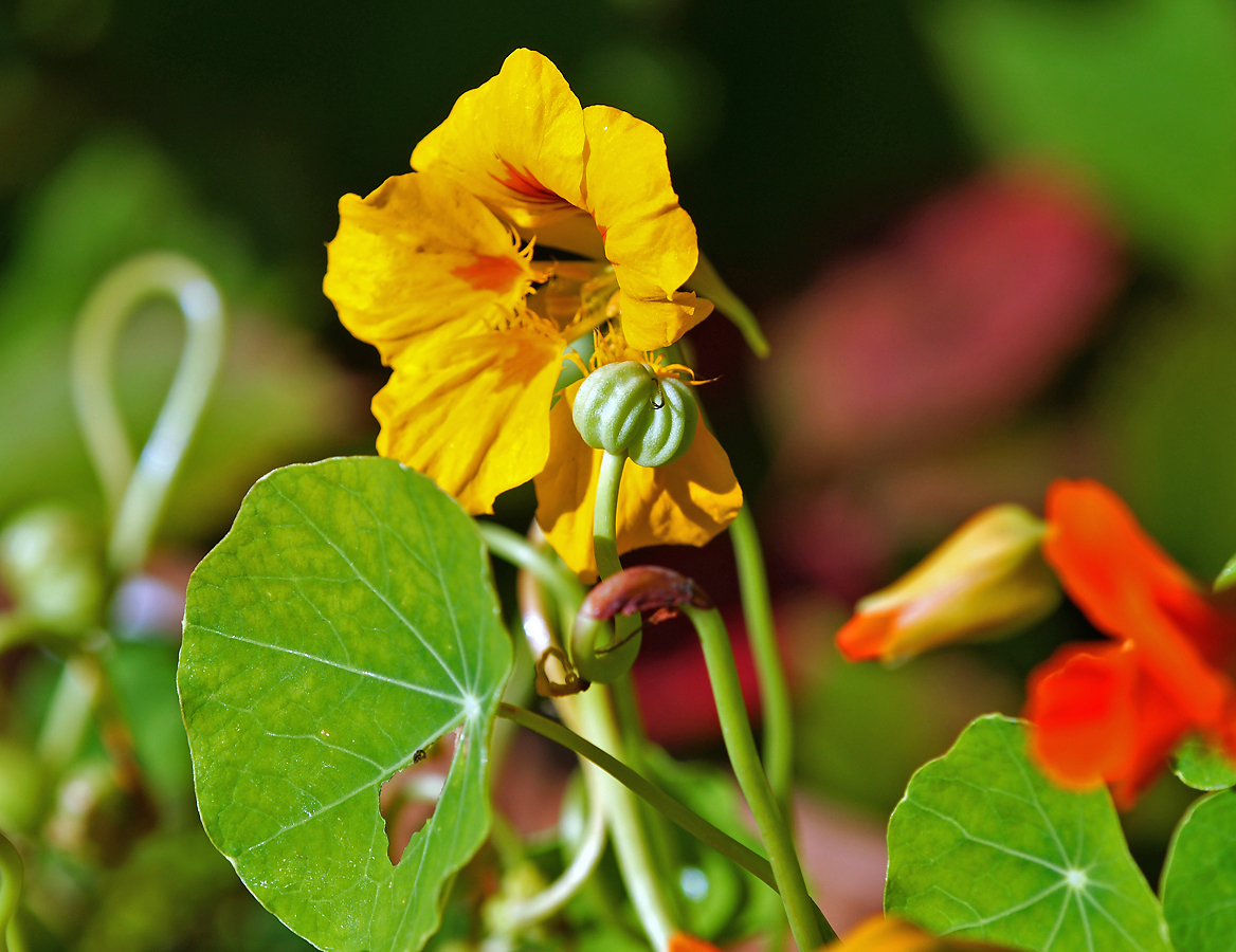 Изображение особи Tropaeolum majus.