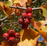 Crataegus mollis