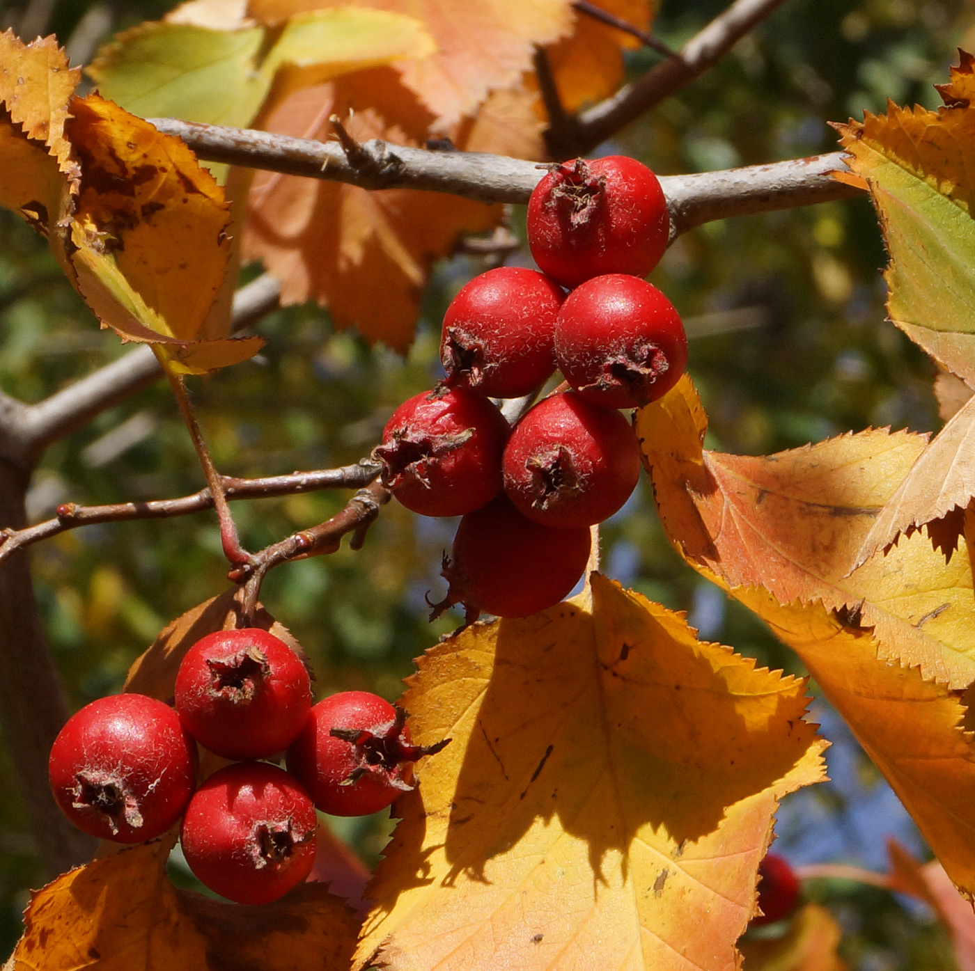 Изображение особи Crataegus mollis.