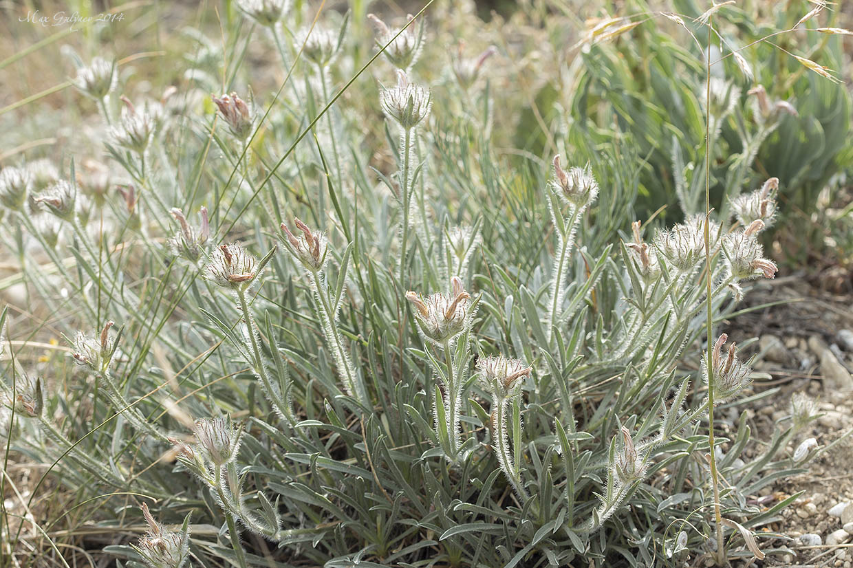 Изображение особи Convolvulus tauricus.