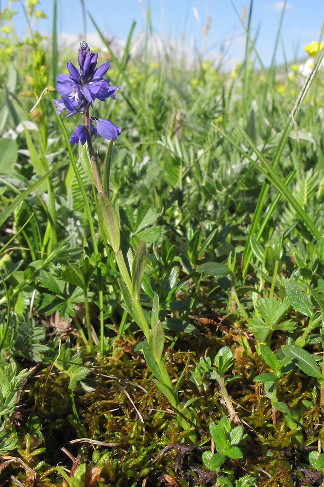 Изображение особи Polygala alpicola.