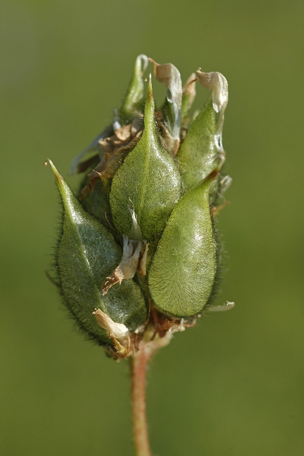 Изображение особи Oxytropis alpina.