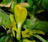 Astragalus macrocarpus