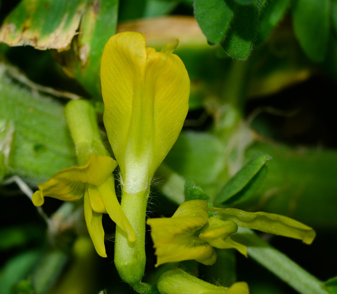 Изображение особи Astragalus macrocarpus.