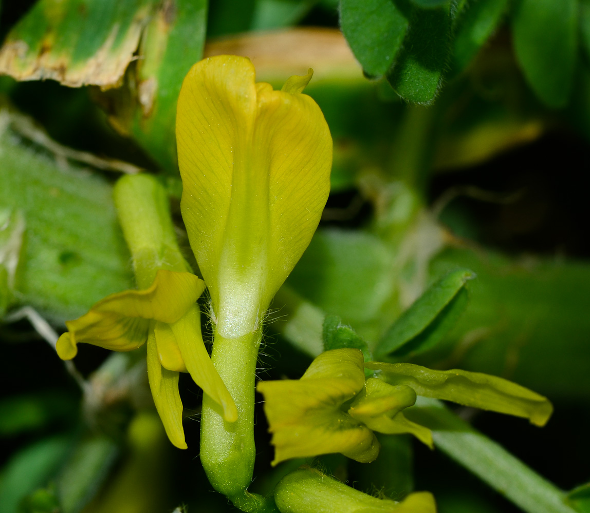 Image of Astragalus macrocarpus specimen.