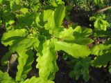 Quercus robur
