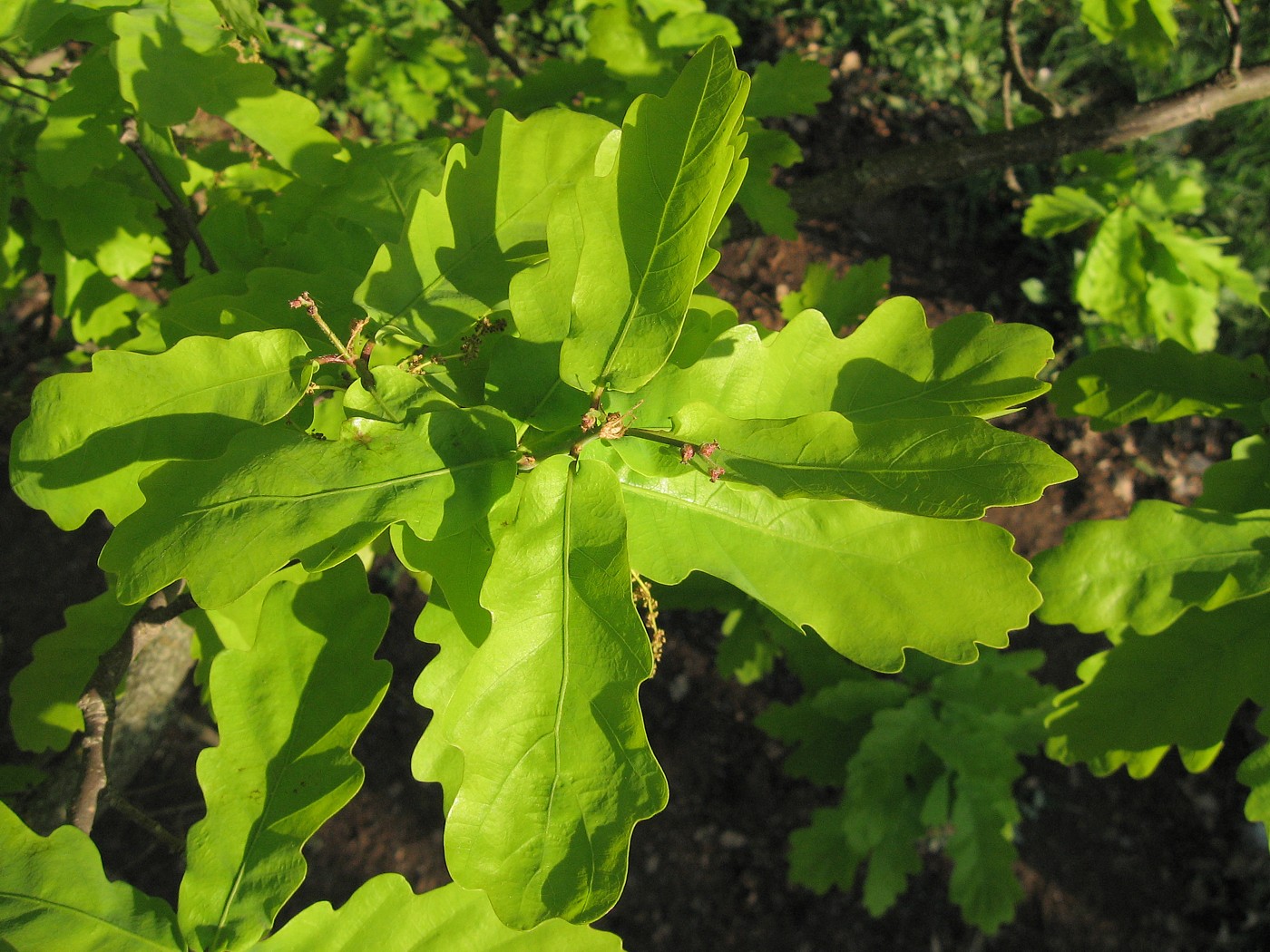 Изображение особи Quercus robur.