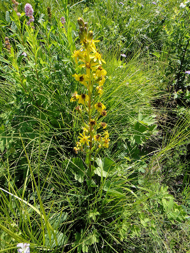 Image of Ligularia sibirica specimen.