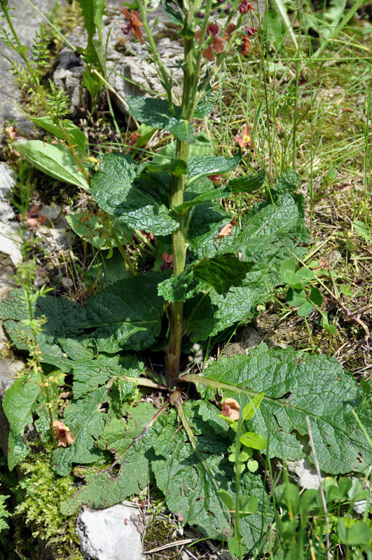 Image of Verbascum &times; rubiginosum specimen.