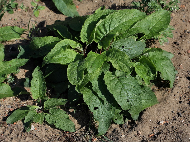 Изображение особи Verbascum nigrum.