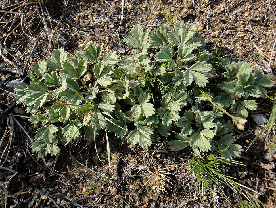 Изображение особи Potentilla acaulis.