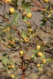 Crataegus pontica. Ветви с плодами. Южный Казахстан, горы Алатау (Даубаба), сев.-вост. отрог вершины 1734, ~1300 м н.у.м. 10.09.2014.