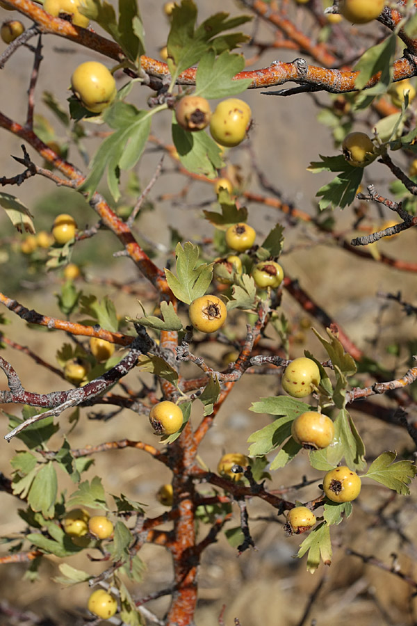 Image of Crataegus pontica specimen.