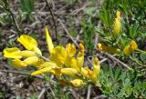 Chamaecytisus ruthenicus разновидность ssyreiszczikowii