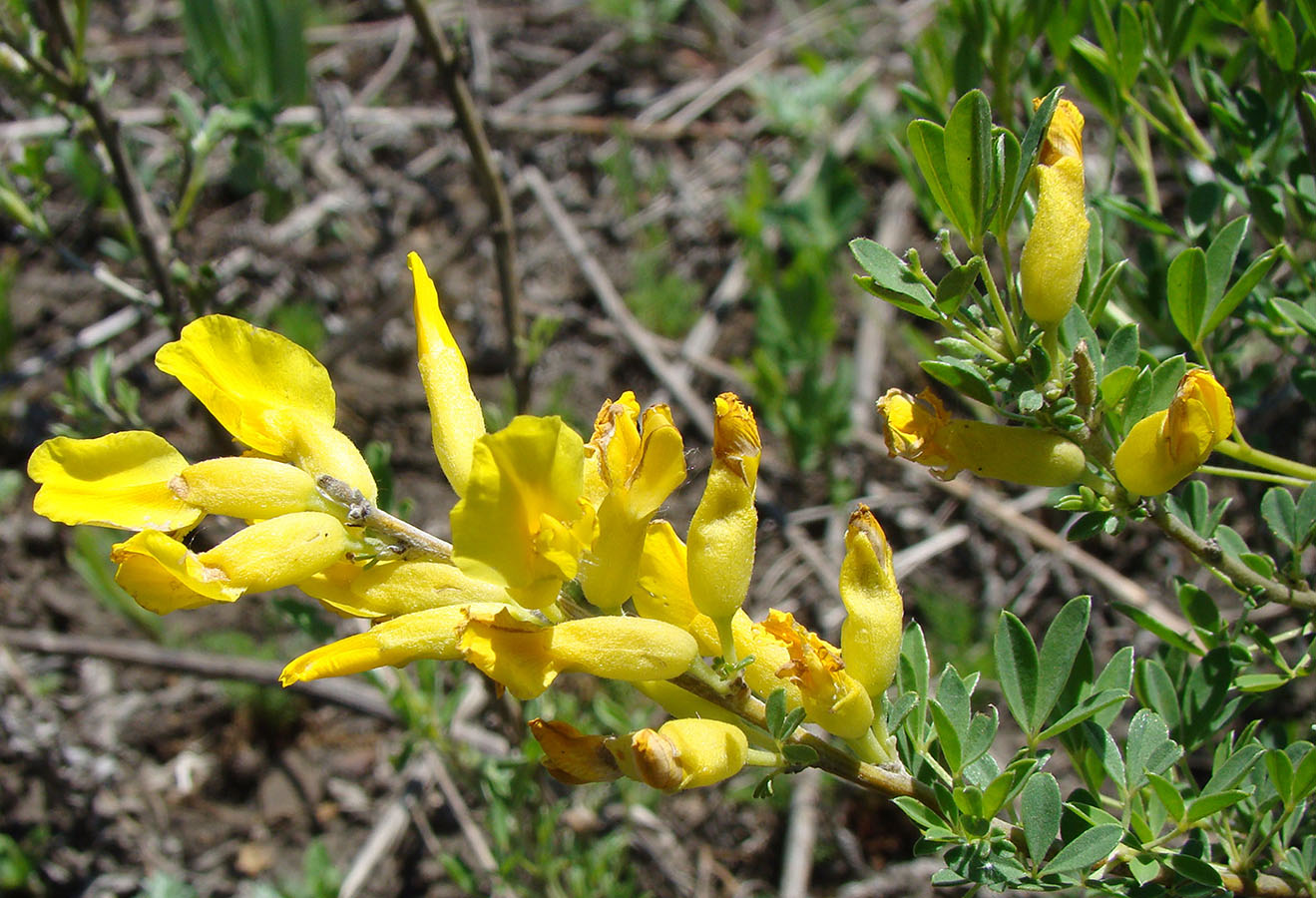 Изображение особи Chamaecytisus ruthenicus var. ssyreiszczikowii.