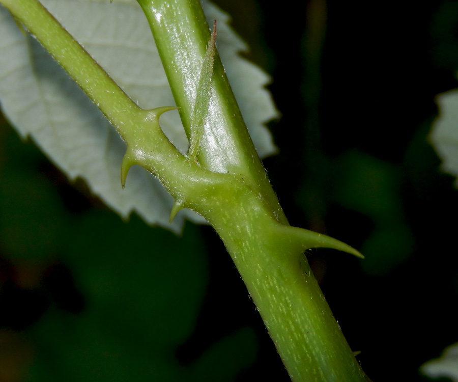 Изображение особи Rubus sanctus.