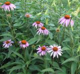 Echinacea purpurea