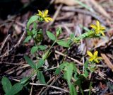 Hypericum humifusum