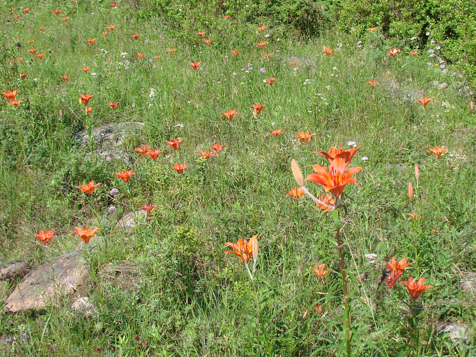 Image of Lilium pensylvanicum specimen.