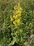 Solidago virgaurea