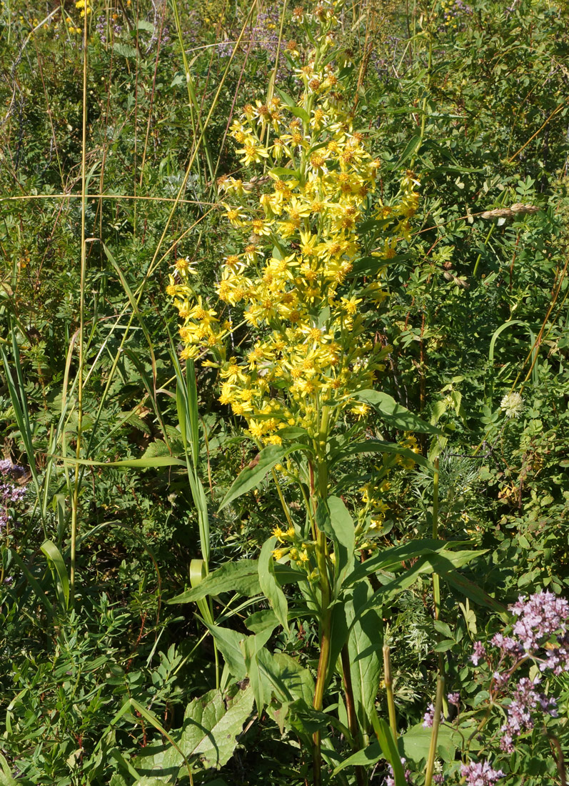 Image of Solidago virgaurea specimen.
