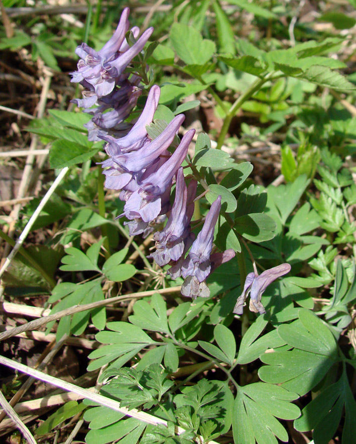 Image of Corydalis solida specimen.