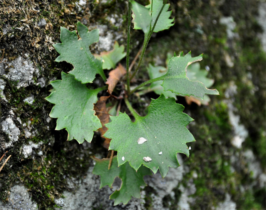 Image of Micranthes oblongifolia specimen.