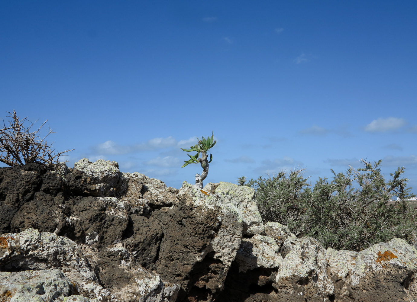 Image of Kleinia neriifolia specimen.