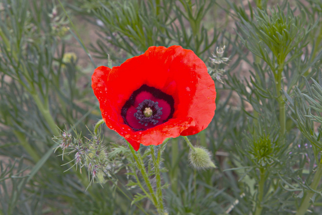 Изображение особи Papaver pavoninum.