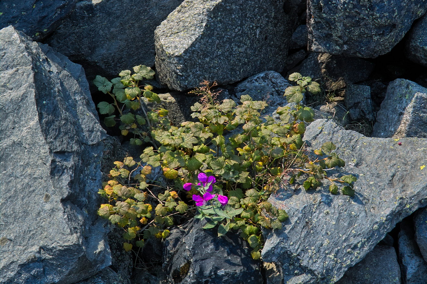 Image of Ribes graveolens specimen.