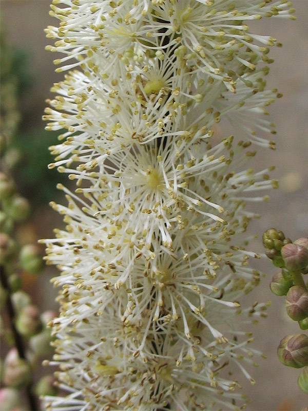 Изображение особи Cimicifuga heracleifolia.