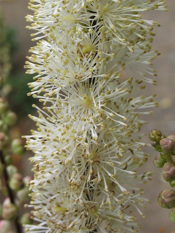 Image of Cimicifuga heracleifolia specimen.