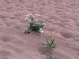 Tripleurospermum subpolare. Цветущее растение. Ладожское озеро, мыс Роговой, песчаный пляж. 07.10.2007.