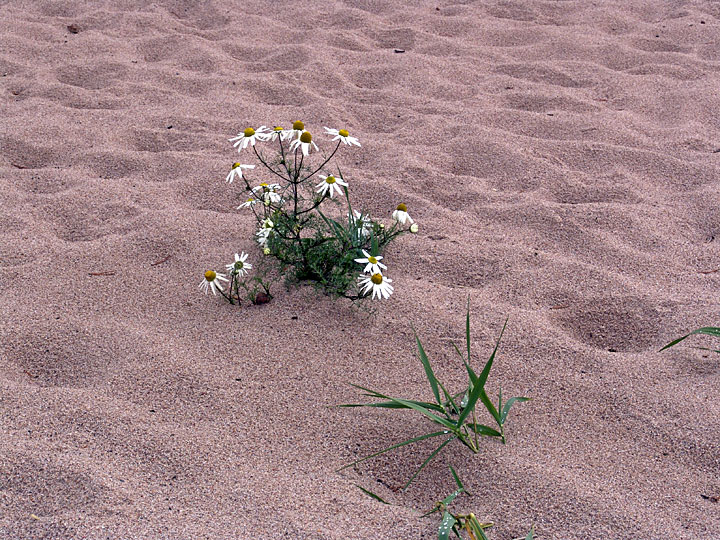 Image of Tripleurospermum subpolare specimen.
