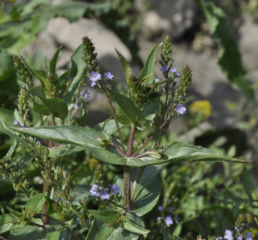 Image of Veronica anagallis-aquatica specimen.