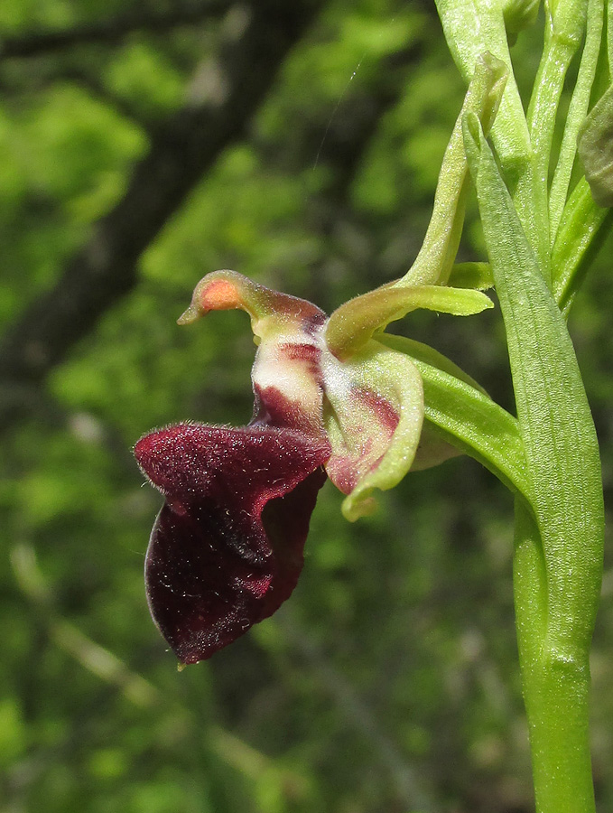 Изображение особи Ophrys mammosa.