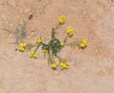 Nasturtiopsis coronopifolia