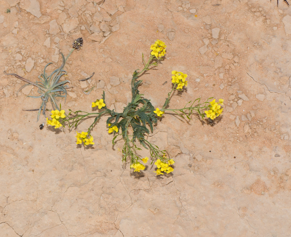 Image of Nasturtiopsis coronopifolia specimen.