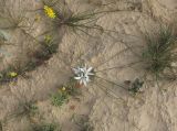 Ornithogalum trichophyllum. Цветущее растение в русле нахаль Камус. Израиль, южный Негев, южная часть плато Мишор Ямин, выс. 326 м н. у. м. 21.01.2016.