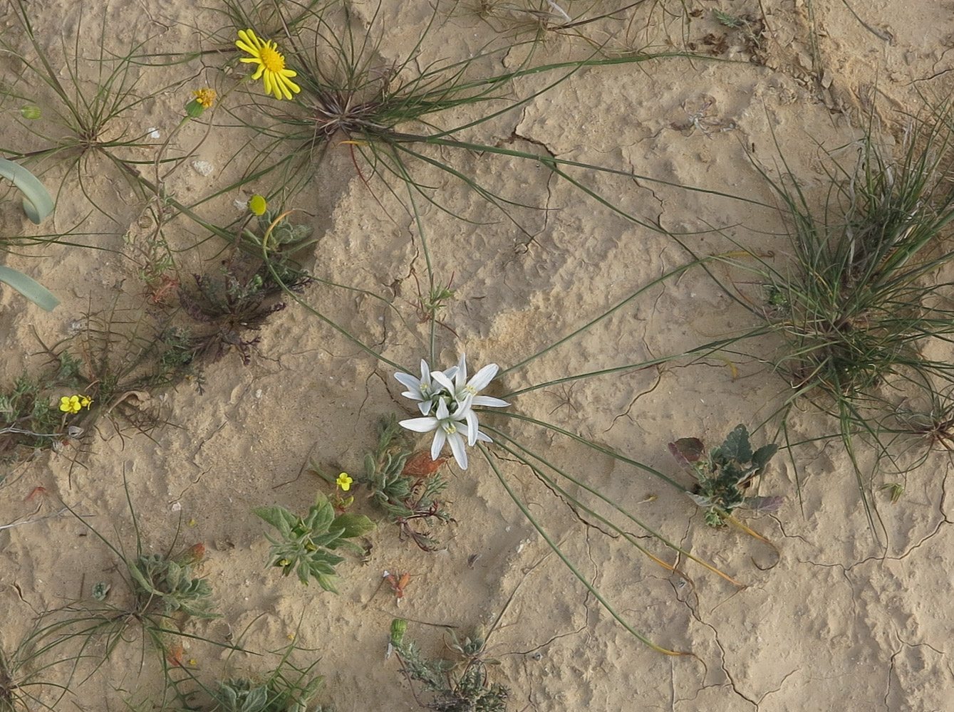 Image of Ornithogalum trichophyllum specimen.