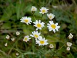 Pyrethrum corymbosum