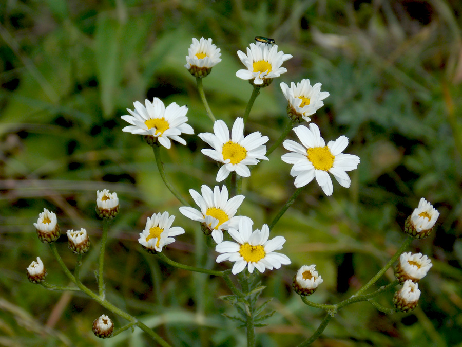 Image of Pyrethrum corymbosum specimen.