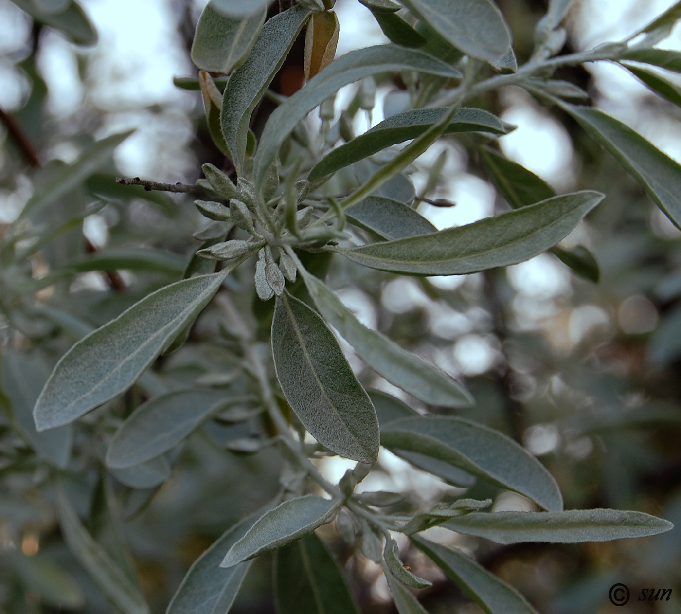 Image of Elaeagnus angustifolia specimen.