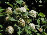 Physocarpus opulifolius. Ветвь с соцветиями. Санкт-Петербург. 30.06.2008.