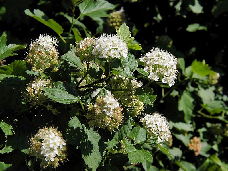 Изображение особи Physocarpus opulifolius.