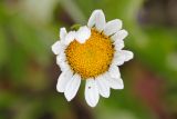 Leucanthemum ircutianum