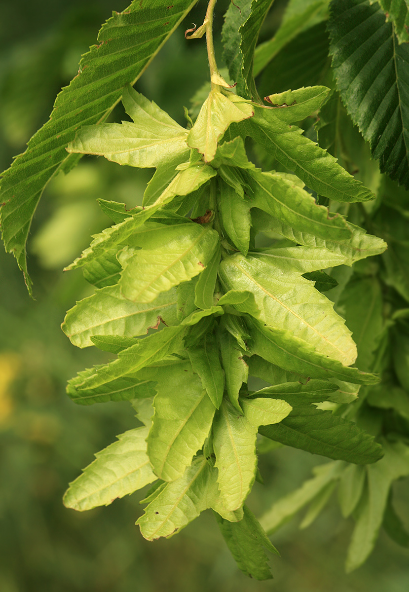 Image of Carpinus betulus specimen.