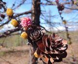 Larix sukaczewii