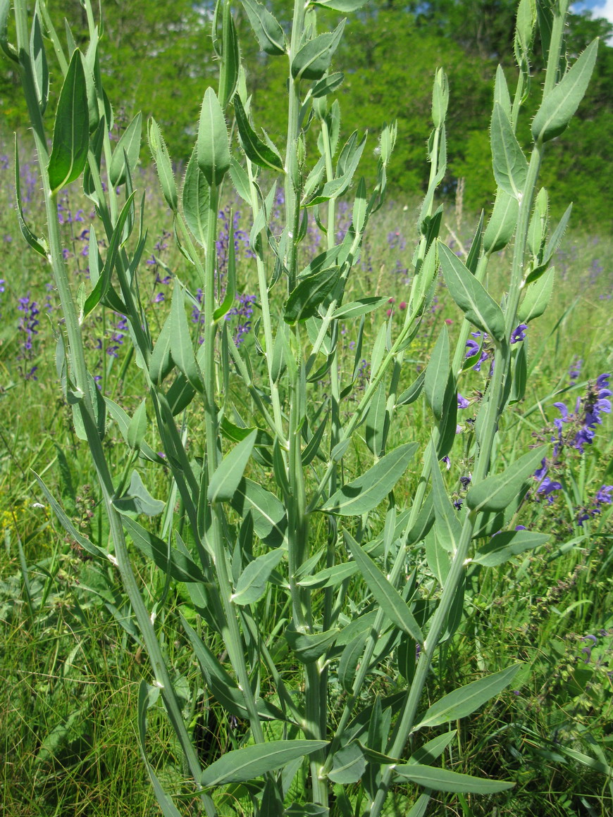 Изображение особи Chondrilla latifolia.